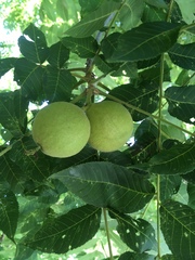 Juglans nigra