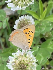 Lycaena phlaeas
