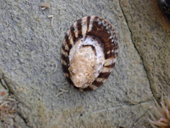 Lottia paradigitalis