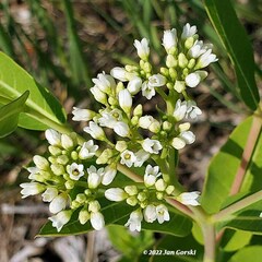 Apocynum cannabinum