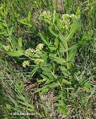 Apocynum cannabinum