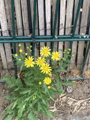 Senecio squalidus