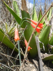 Stenomesson miniatum