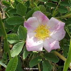 Rosa arkansana