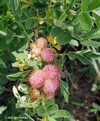 Rosa arkansana