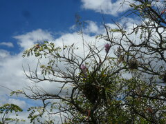 Tillandsia cacticola