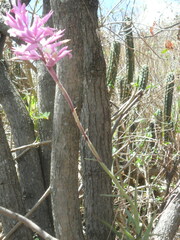 Tillandsia cacticola