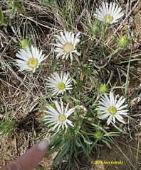 Townsendia grandiflora