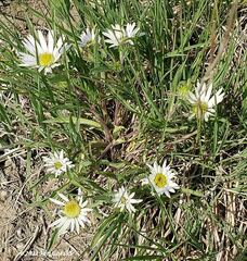 Townsendia grandiflora