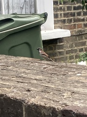 Passer domesticus