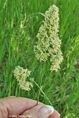 Poaceae