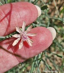 Lygodesmia juncea