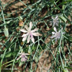 Lygodesmia juncea