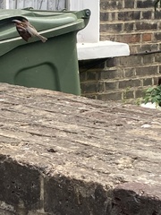 Passer domesticus