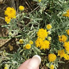 Picradeniopsis oppositifolia