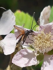 Stenurella melanura