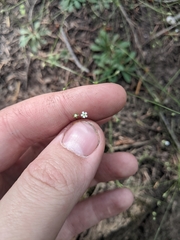 Androsace filiformis