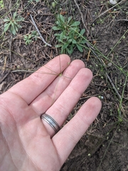 Androsace filiformis