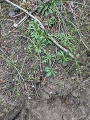 Androsace filiformis