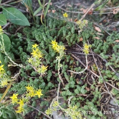Sedum acre