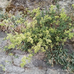 Galium