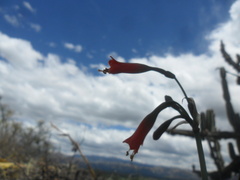 Stenomesson miniatum