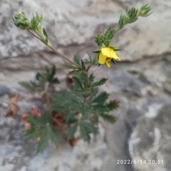 Potentilla