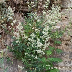 Galium