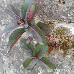 Hylotelephium maximum