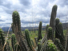 Borzicactus fieldianus