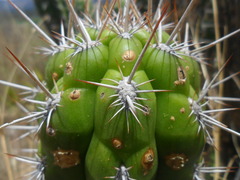 Borzicactus fieldianus