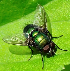 Lucilia illustris