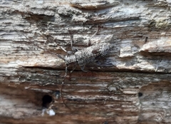 Exocentrus adspersus