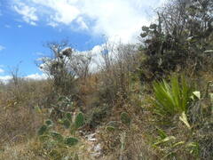 Opuntia quitensis