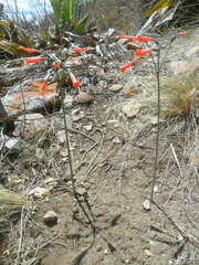 Stenomesson miniatum