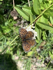 Melitaea britomartis