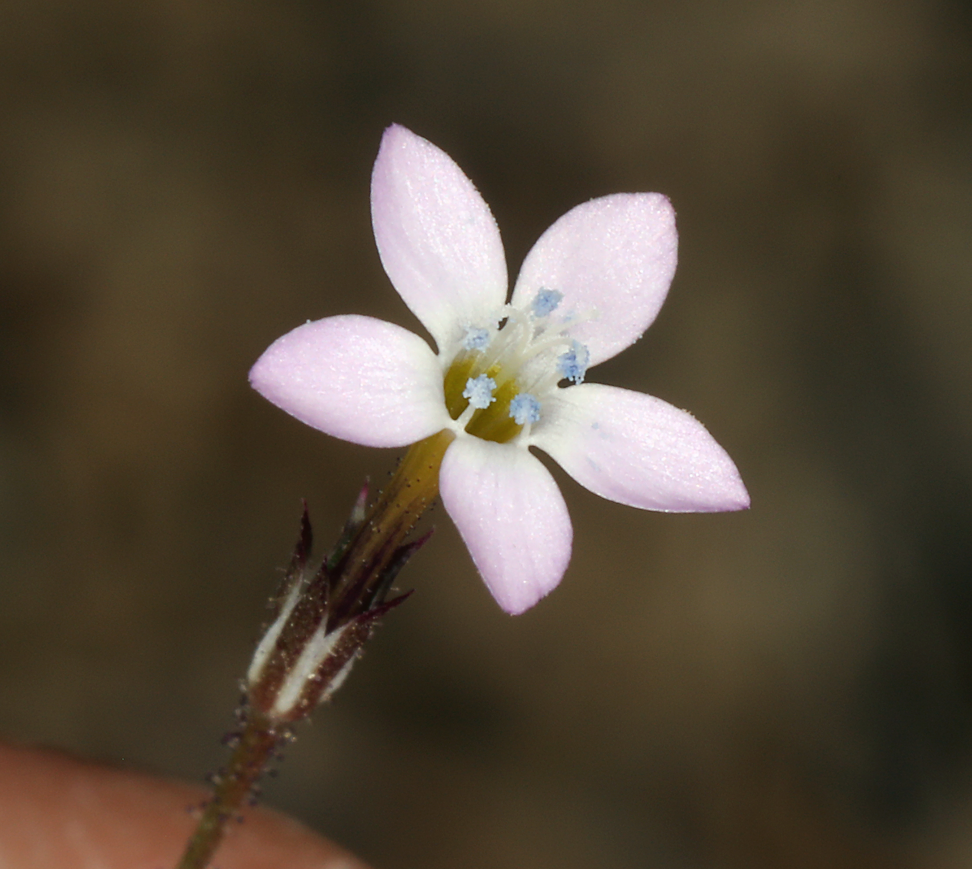Gilia ophthalmoides