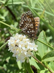 Melitaea britomartis