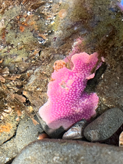 Stylantheca papillosa