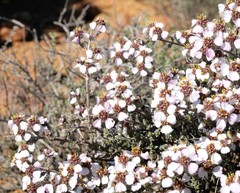 Eriocephalus grandiflorus