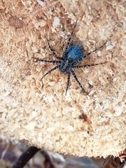 Acantholycosa lignaria