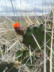 Opuntia quitensis
