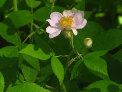 Rosa setigera setigera