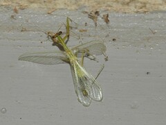 Microphotina