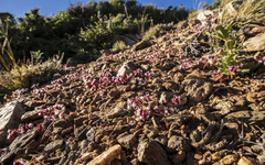 Sidotheca emarginata