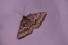 Eufidonia notataria