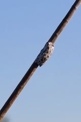 Hyperolius parallelus