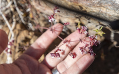 Sidotheca emarginata