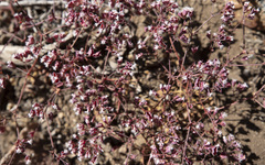 Sidotheca emarginata