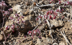 Sidotheca emarginata